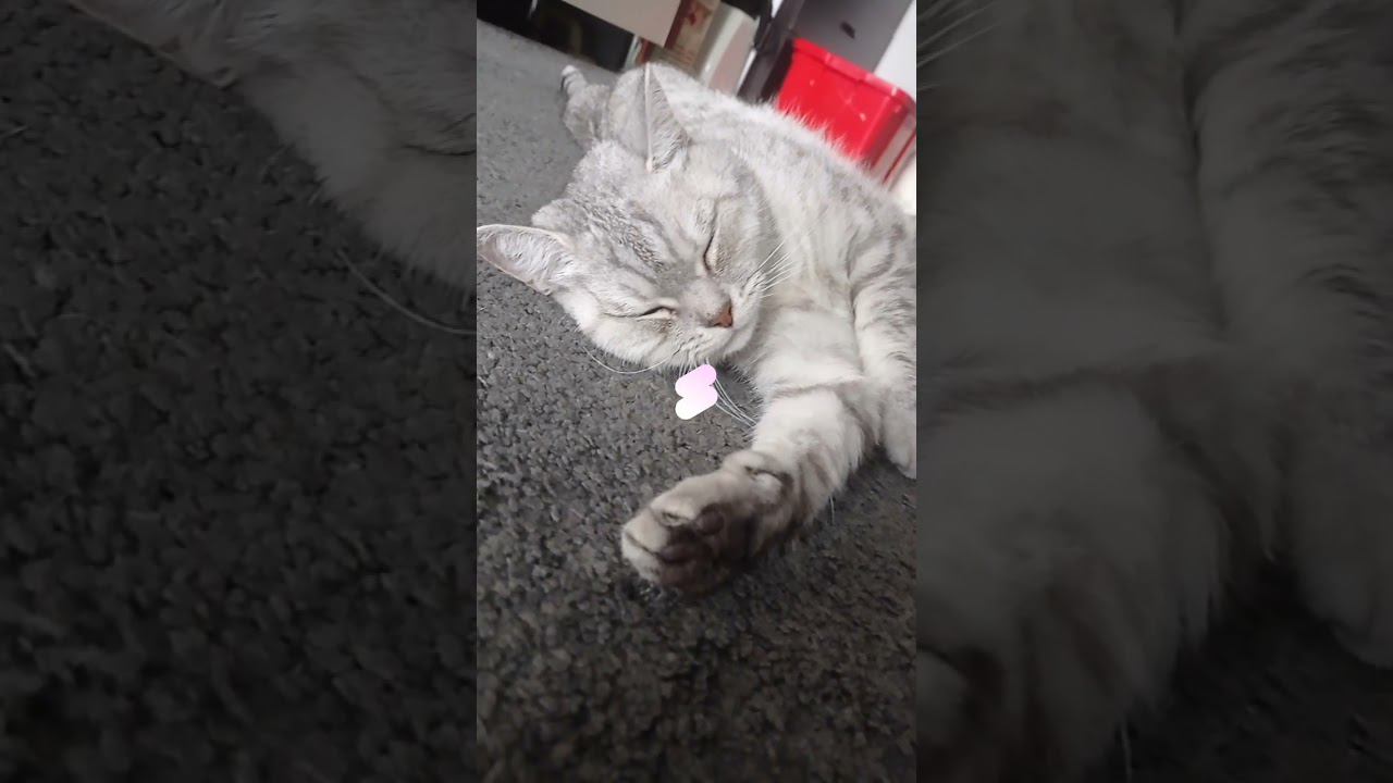 Любишь миленьких котиков? #Shorts смотреть онлайн