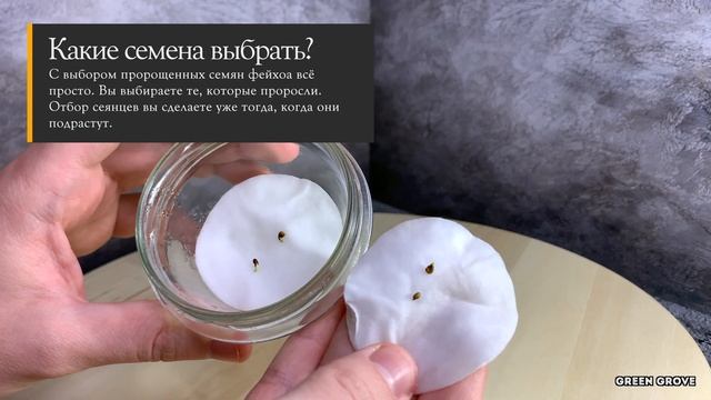 Фейхоа на подоконнике | Выращивание фейхоа из семечка [СНАЧАЛА БЫЛО СЕМЕЧКО] смотреть онлайн