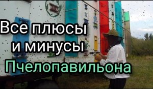 Основной недостаток содержания пчёл в пчелопавильоне.