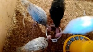 Чем кормить индюков 2 месяц / Кормление индюков