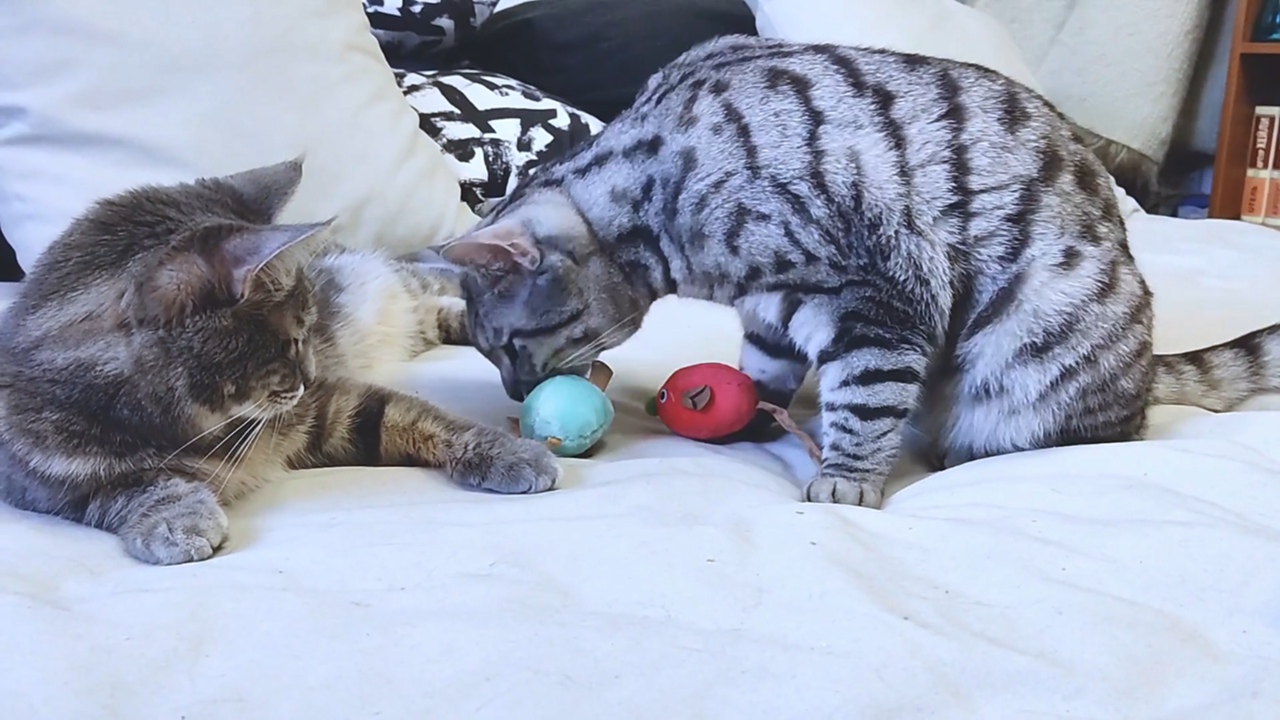 Каждой кошке по мышке!!!