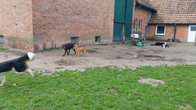 Hundeschule Wolf und Co am 08.November.2023 смотреть онлайн