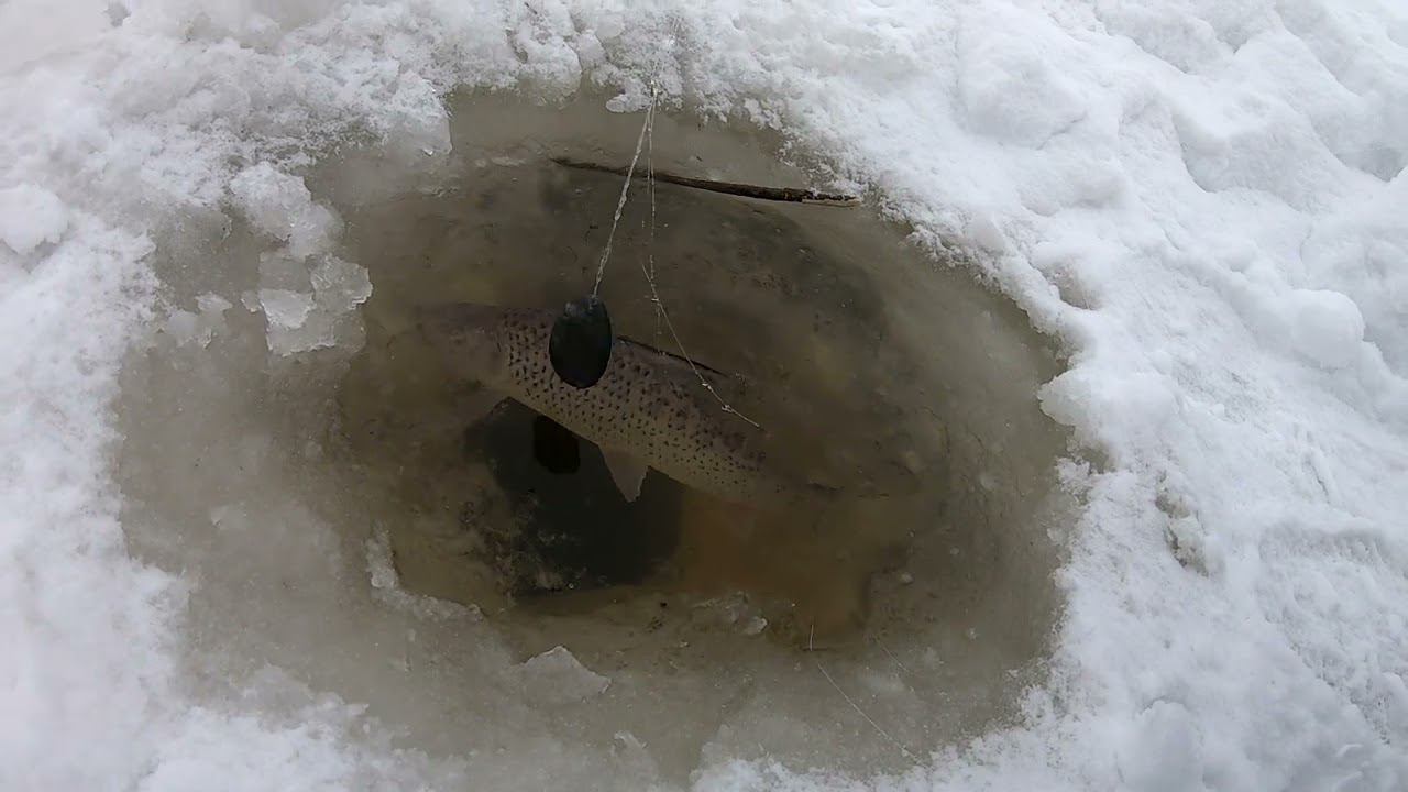 Рыбная тропа существует? Я её нашёл! Снасть на сига подробно. Зимняя рыбалка смотреть онлайн