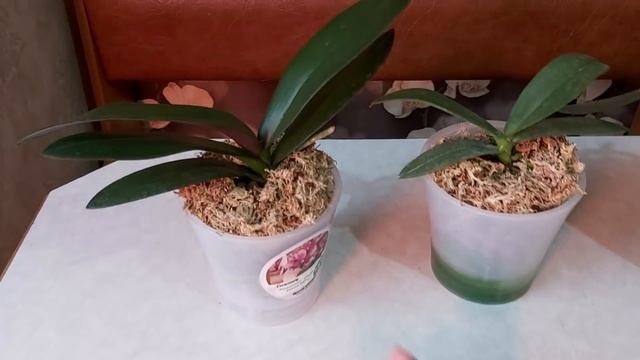 Новое Удобрение FUJIMA/ орхидея Taisuco Micky полив/рассказала секрет