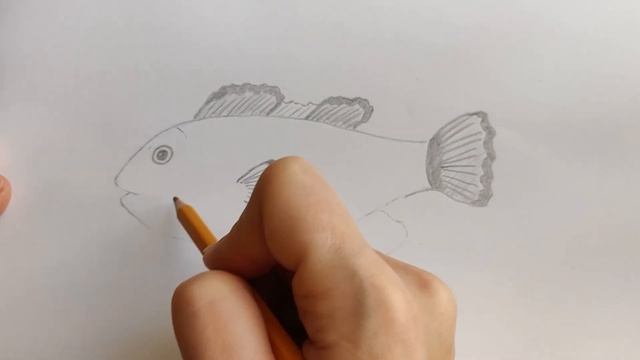How to draw a Clownfish step by step смотреть онлайн