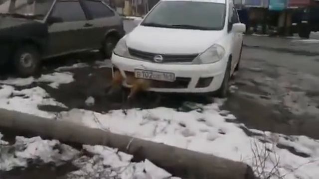 Ездит со сбитой собакой в бампере Таганрог смотреть онлайн