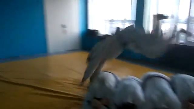 Прыжок через препятствие с последующим кувырком :)