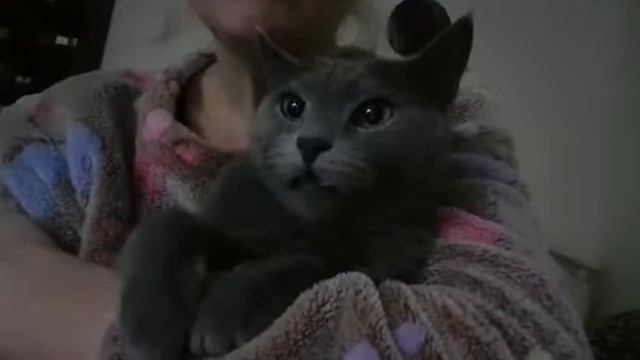 Кот Плюша поёт песню..Ой мороз мороз не морозь меня а смотреть онлайн