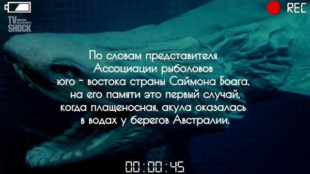 ПОЙМАНА АКУЛА ПЕРЕЖИВШАЯ ДИНОЗАВРОВ смотреть онлайн