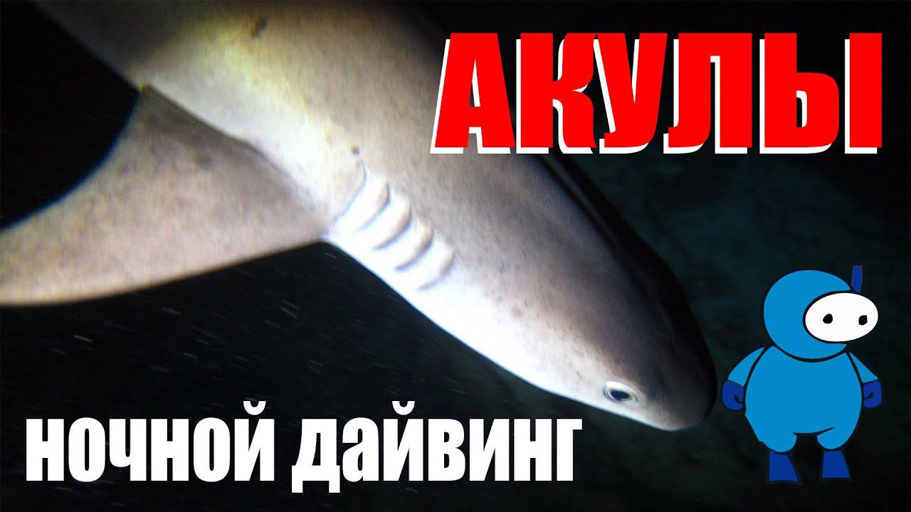 Night Dive смотреть онлайн