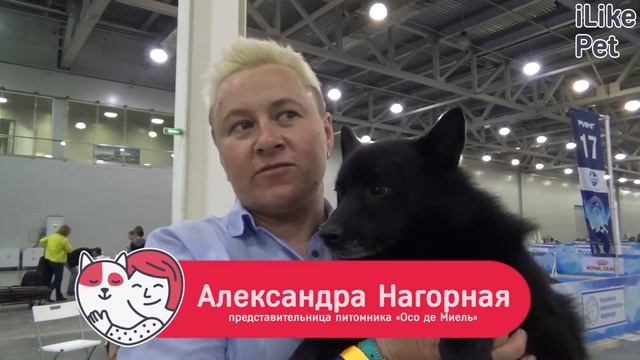 Шипперке на ilikepet. Особенности породы, уход смотреть онлайн