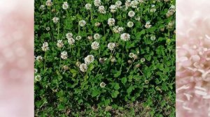 Микроклевер - газон, который не требует ухода