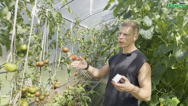 Гниют томаты. Есть быстрое решение. Нюансы лечения томатов от вершинной гнили! смотреть онлайн