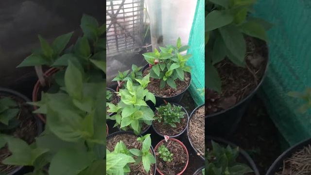 Метельчатые гортензии 🌺вышли на свежий воздух ☀️16.05 смотреть онлайн