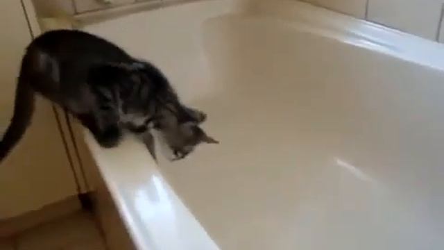 кот подскользнулся смотреть онлайн