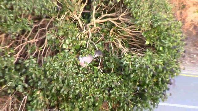 Canon Legria HF R56 Zoom смотреть онлайн