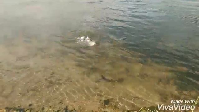 Ловля ленка на Ангаре. смотреть онлайн