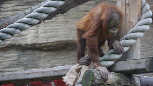 Orangutan. Pongo. Орангутан. Московский зоопарк.