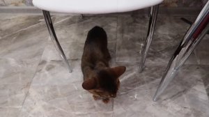 УТРО ГЛАЗАМИ КОТОВ-ШКОЛЬНИКОВ ПЕРЕД ШКОЛОЙ