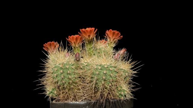 Echinocereus coccineus, USA, New Mexico, Taos смотреть онлайн