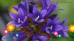 Колокольчик скученный Специоза. Краткий обзор, описание характеристик campanula glomerata Speciosa