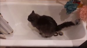 Кот срет под дабстеп😎