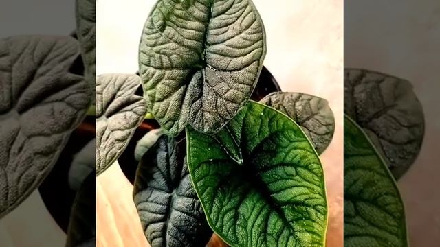 Alocasia Melo Vs Alocasia Maharani How To Tell The Difference?