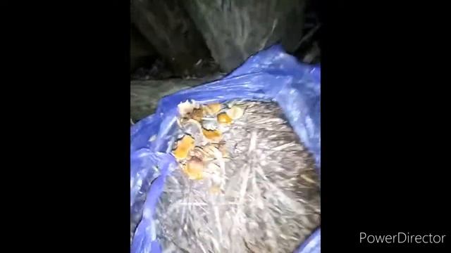 Опята шиитаке и вешенка на пнях и сене из палочек Выращивание грибов в домашних условиях без мицели смотреть онлайн