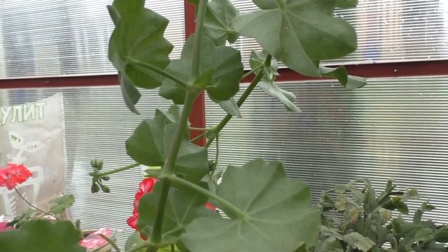 Пеларгонии плющелистные. Особенности выращивания и черенкования. Зимнее содержание смотреть онлайн