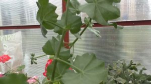 Пеларгонии плющелистные. Особенности выращивания и черенкования. Зимнее содержание
