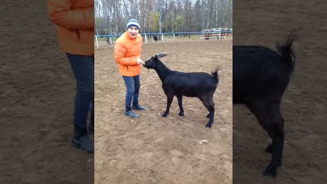 Научили козла Петю давать копыто (ШВЕ Династия) смотреть онлайн