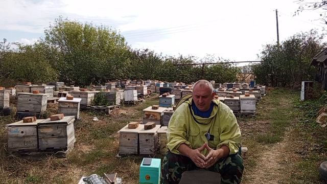 спрогнозировать и заказать пчеломаток