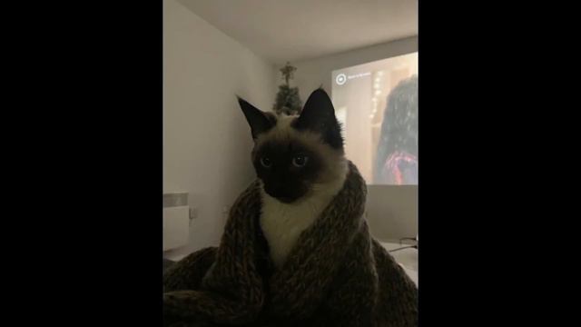 Cat Pictures But With Ace Attorney Music #2