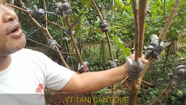 LAKUKAN SAJA CARA INI .JAMBU ANDA AKAN CEPAT BERBUAH LEBAT смотреть онлайн