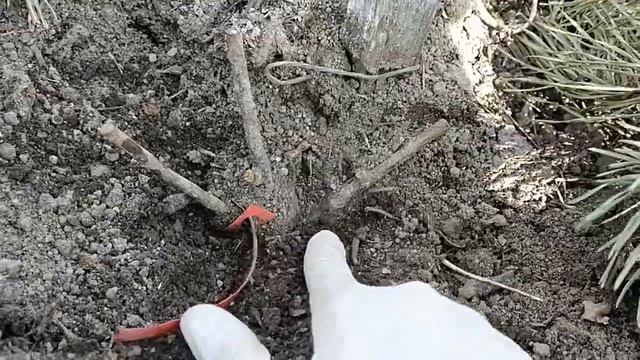 РЕАНИМАЦИЯ РОЗ ПОСЛЕ ЗИМЫ смотреть онлайн