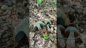 Дубовик оливково-бурый синеет на срезе. Не сатанинский гриб. Обзор.