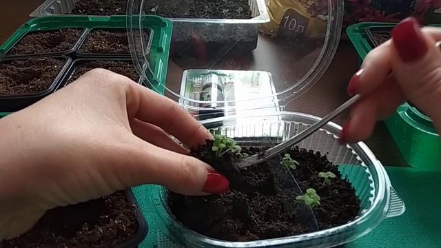 Бакопа. Пикировка бакопы 18.02. Уход за бакопой. ?Петуния в фазе двух настоящих листьев.