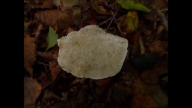 Blushing Bracket смотреть онлайн