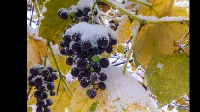 Юлия Ларуда Три Орешка . Слова : Юлия Ларуда и Лариса Снежинская. Музыка : Юлия Ларуда.2019 год. смотреть онлайн