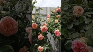 Обзор розы Цезарь