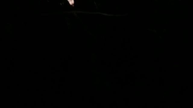ЗВУКИ ПРИРОДЫ - СВЕРЧКИ И КУЗНЕЧИКИ I СЛУШАТЬ ДО КОНЦА, МОЖНО НЕ СМОТРЕТЬ I Marina Morskaya смотреть онлайн