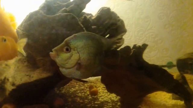 Цихлиды попугаи и компания смотреть онлайн