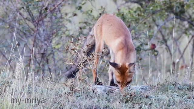 Лисёнок и гусеница смотреть онлайн