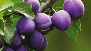 Опадает слива. Что делать и Почему опадает слива не успев созреть?