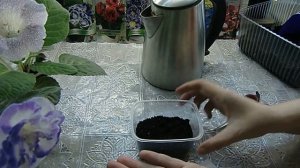 Лапчатка Непальская ! посев семян с кипятком и результат !