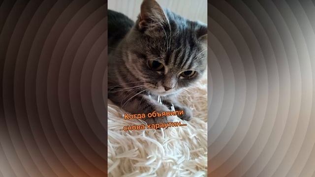 Когда снова объявили карантин смотреть онлайн