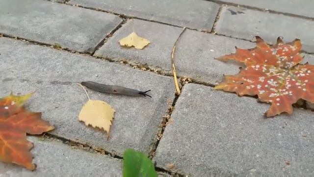 Багрец и золото. Парк Митино 10.10.18 смотреть онлайн