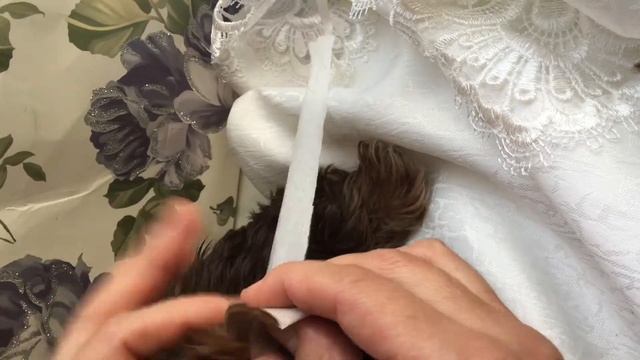 Как наклеить уши йорку лейкопластырем и соединить между собой. смотреть онлайн