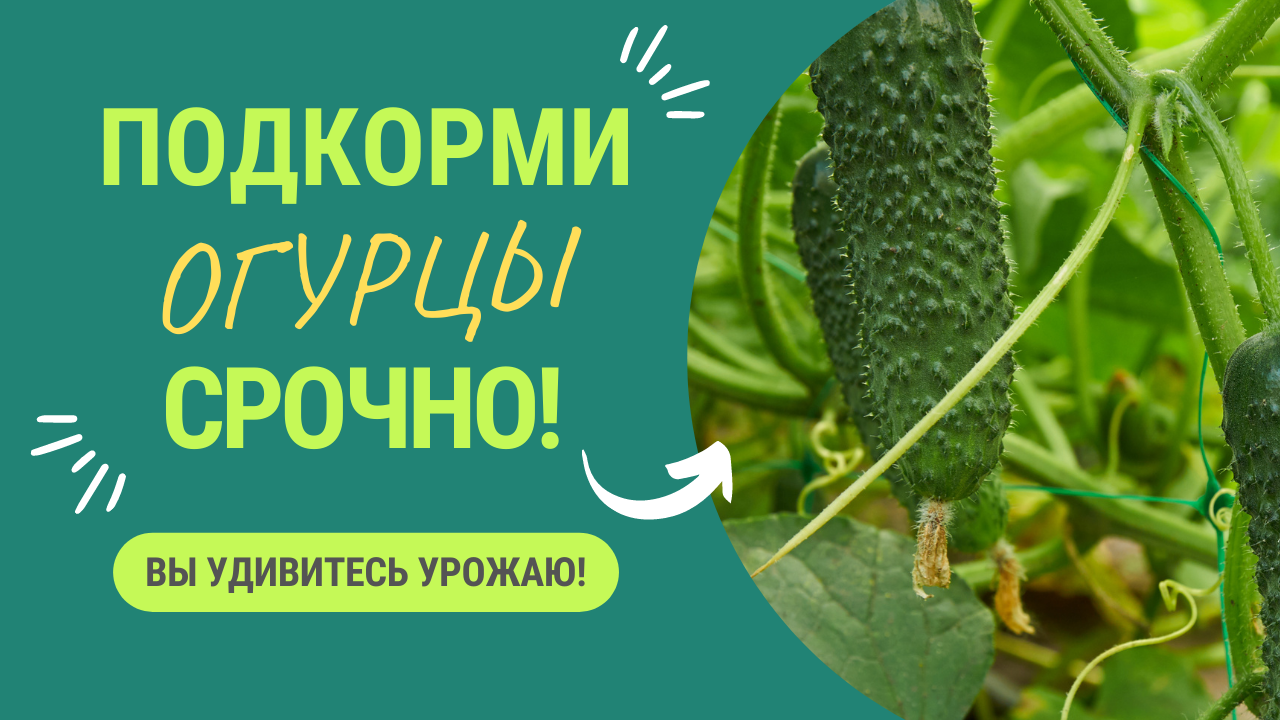 УВИДЕЛИ ТАКОЙ ЛИСТ - СРОЧНО ПОДКОРМИТЕ ОГУРЦЫ! смотреть онлайн