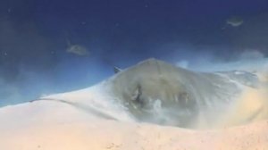 ПОДВОДНЫЙ  МИР. РЕЛАКС-ФИЛЬМ.